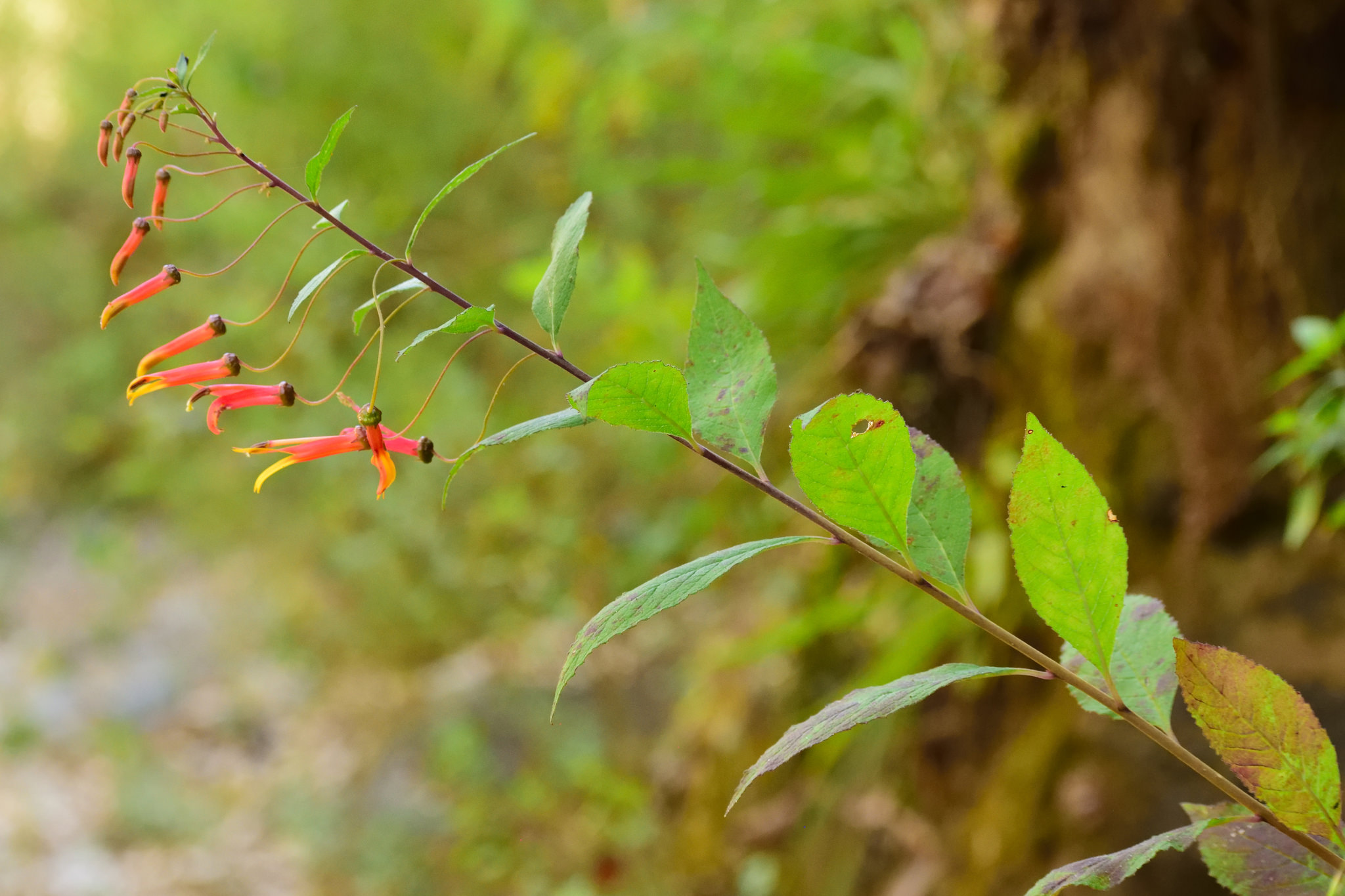 Lobelia laxiflora